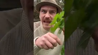 Как приготовить крапиву #дикаяеда #собирательство #жгучаякрапива