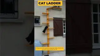 Do you know Cat Ladder? #youtubeshorts #facts #ytshorts