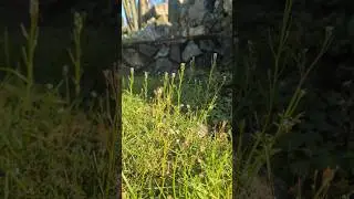 wildflowers against a stone wall #nature #flowers #austinfarwell #shorts