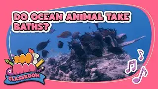 Do animals in the ocean take baths | Splash & Bubbles| @ZooMoo