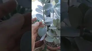 How to fix etiolated succulent