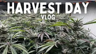 HARVEST DAY! (Vlog)
