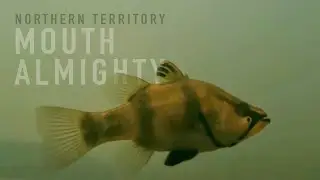 Native fish: Mouth Almighty (Glossamia aprion), Finniss River, NT, Australia