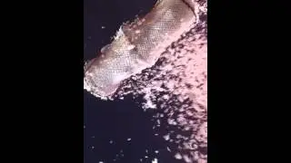 How to start a REAL feather fight