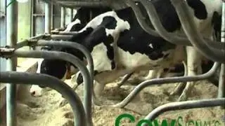 Koe opstaan box slowmotion (CowSignals - Vetvice)