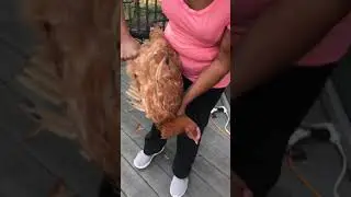 Killing a chicken