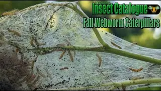 Fall Webworm Caterpillars - A Grand Silk Hotel (Hyphantria cunea)