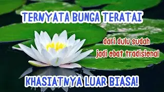 Luar Biasa Khasiat Bunga Teratai Untuk Kesehatan ‼️