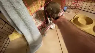 Training a 9 week old silver lab