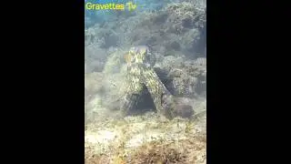 La Pieuvre (Octopus vulgaris)