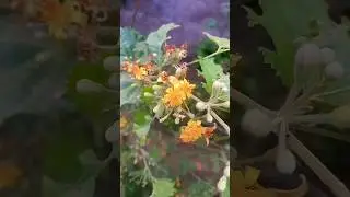 falsa plant on flowering,|beutiful falsa flowers|#shortsfeed#organicgardening