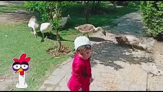 Geese 🦆 Army 🪖 Attack On Baby 👶🏻 boy | #goose #baby #fun #babyboy #kidsvideo #kids #cute