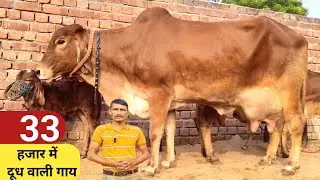 केवल 33 हजार की गाय , 4 थारपारकर गाय गीर साहिवाल क्रोस गाय हरियाणा गाय , Best Desi Cow Dairy Farm ,