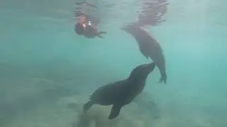 Lachtan mořsk&yacute; (Zalophus wollebaeki) , Galapagos Sea Lion, Isabela, Galapagos