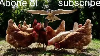 Şahin tavuklara saldırdı.  The hawk attacked the chickens.