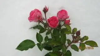 Уход за комнатной розой после пересадки.
