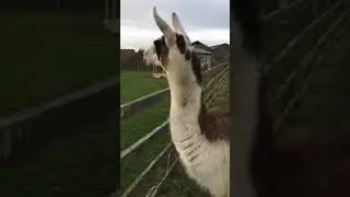 What Noise Does a Llama Make? - The Llama Experience