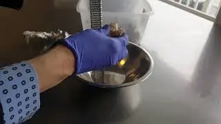 Shred Ginger so Easily!