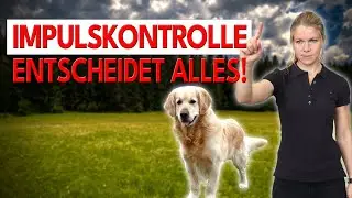 Ohne Impulskontrolle wird dein Hund NIE entspannt!