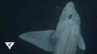 A Ghost Shark Swims Into Our Imaginations