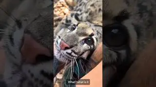 Cute and&hellip; DEADLY🙀 #cats #catshorts #catsofyoutube #reacts #reaction #reactshorts #animalshorts