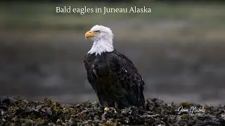Bald eagles in Juneau Alaska