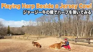 Playing Harp🪉 beside a Jersey Cow🐂!