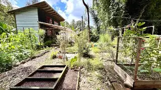COMPOSTA, Siembra de ABONO VERDE, SIEMBRA de ZANAHORIAS 🥕🌿