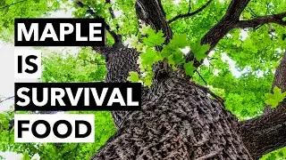 Wild Edibles with Sergei Boutenko: Common Maple Trees&ndash;Acer Spp. is Survival Food