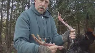 Chasing the longbeard with my Apex Strutter Decoy and Woodhaven Mouth Call