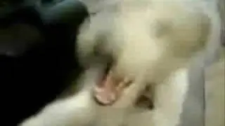 Death Metal Dog