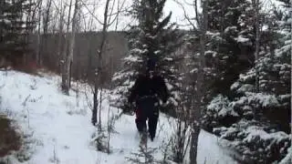Carnwood Christmas Tree Hunt.avi