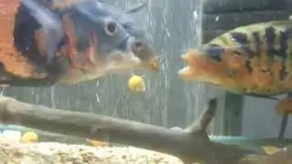 Банка 150. Выяснение отношений. Fishtank 150. Showdown.