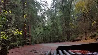 10 min.  static video shot in the rain floor of Armstrong redwood groves. Shot prior to August2020.