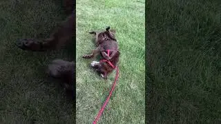 Crazy dog. #dogvideo #shorts #funny #farming #farmdog