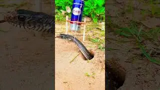 Thirsty Snake Emerges from Hole! 🐍 #Shorts #SnakeBehavior #wildlifediscovery