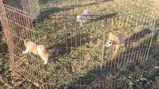 Poogle pups 12.8.24