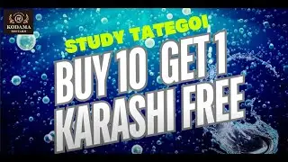 Buy10 Study Tategoi, Get 1 KARASHI Koi FREE
