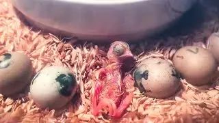 Home Quail Breeding | Quail laying Eggs | quail Farming