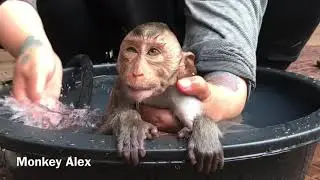 Baby Monkey Alex Take a Bathe