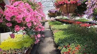 Shopping Amish Greenhouses For Mother's Day | Wisconsin Greenhouse & Garden Tour | Spring Gardening