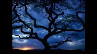 The Tree ( Acoustic) Song by Jonathan Hutt