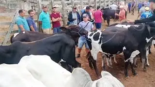 feira de gado de João Alfredo Pernambuco 02/12/2024 #FeiraDeGado