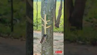 Juice hunting in trees #shorts #short #viral #satisfying #bamboo1 #bushcraft #trendingshorts #tress