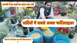 जनवरी में ये फ़र्टिलाइज़र पोधों में दोगे तो पौधे फल फूलों से भर जाएँगे ✅ homemade #viralvideo 