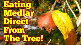 Eating Medlar Direct From The Tree / Iranian Medlar / No Dig Organic Allotment Fruit Orchard