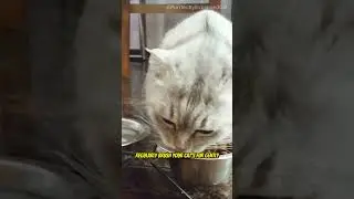 The Ultimate Guide to a Shiny Cat Coat