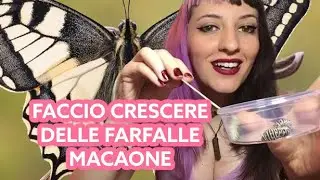 Faccio nascere una farfalla Macaone (pigra più di me)