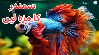 حیرت انگیز سمندری مخلوقات سے ملیے