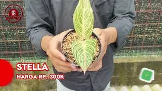 AKHIR TAHUN PANEN KOLEKSIAN EKONOMIS 💸